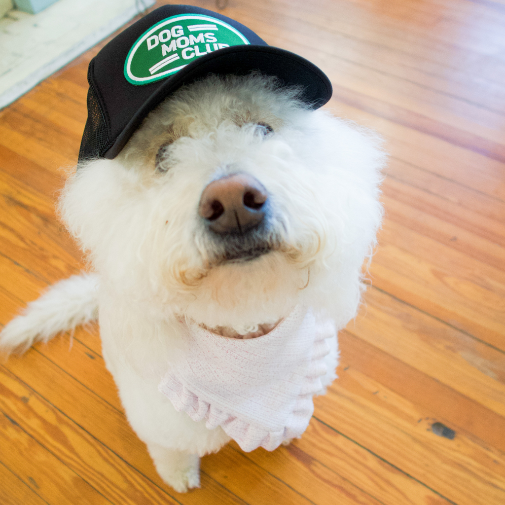 Dog Moms Club Hat
